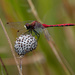 White-faced Meadowhawk dragonfly by rminer