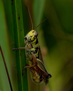 25th Sep 2018 - grasshopper