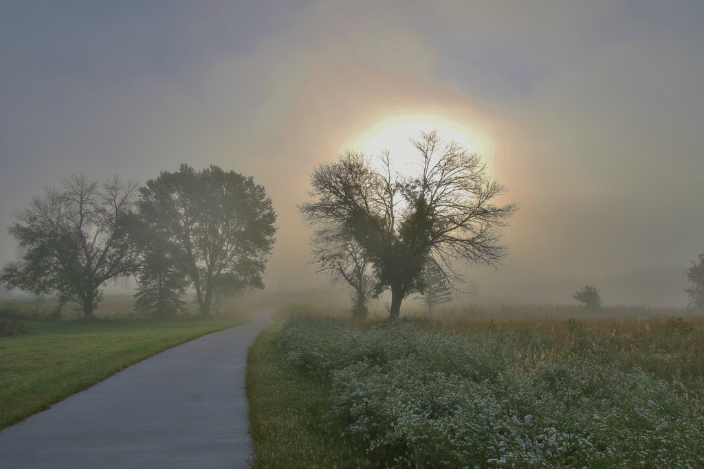 Foggy Morning Heart Tree by lynnz