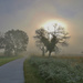 Foggy Morning Heart Tree by lynnz