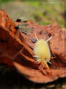25th Sep 2018 - Sycamore Tussock Moth Caterpillar