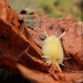 Sycamore Tussock Moth Caterpillar by olivetreeann