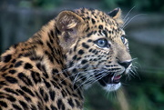 21st Sep 2018 - Leopard Cub