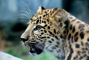 19th Sep 2018 - Amur Leopard Cub