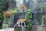 20th Sep 2018 - Leopard Cubs