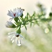 Wet Wildflowers by lynnz