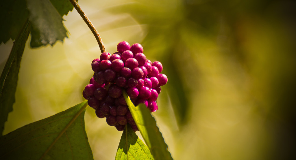 Sunlit Berries! by rickster549