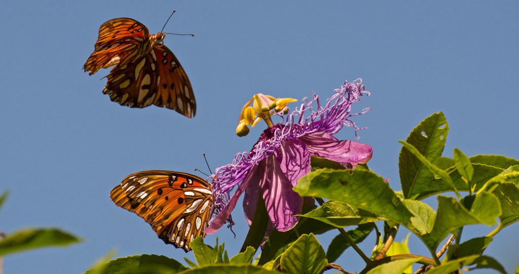 Gulf Fritillary Butterflys Playing on the Flower! by rickster549