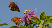 25th Sep 2018 - Gulf Fritillary Butterflys Playing on the Flower!