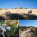 Hike Collage by tina_mac
