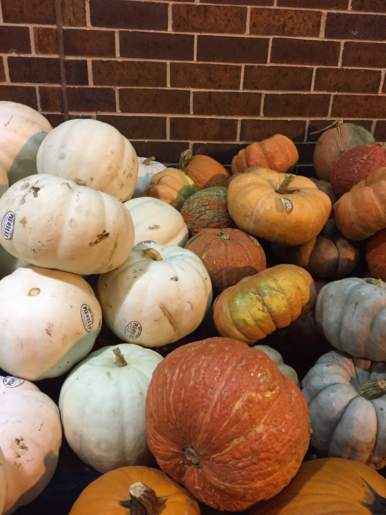 Pumpkins at the supermarket  by kchuk