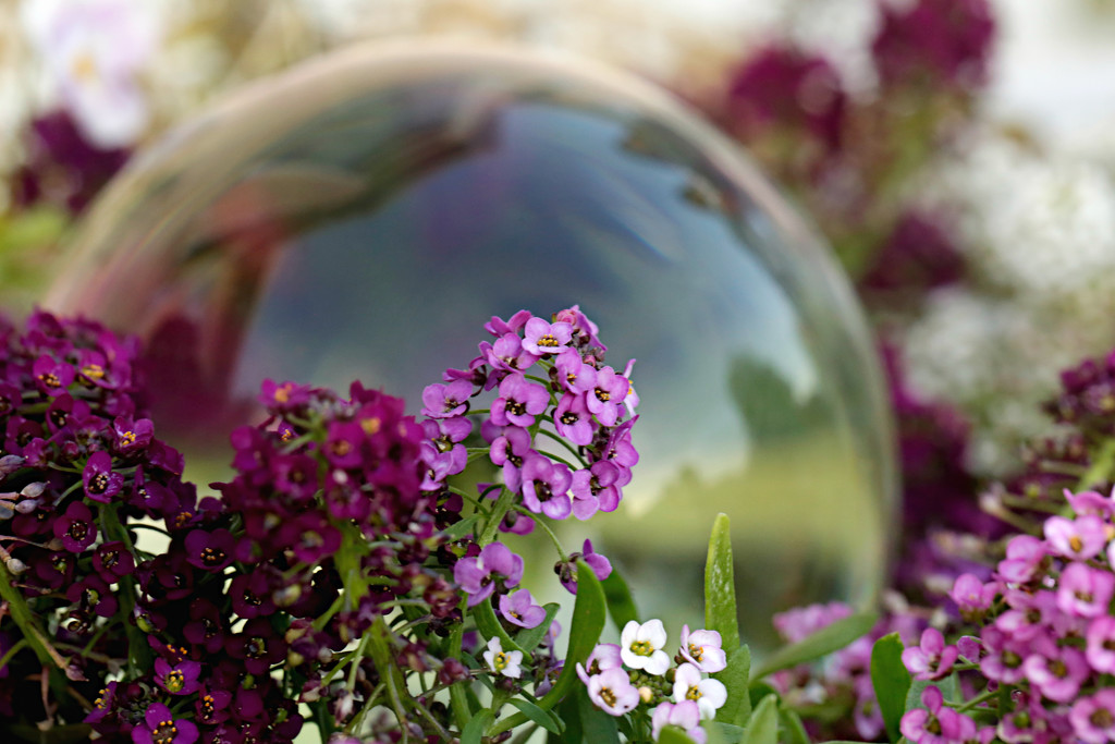 Flowers and Glass Sphere by gq
