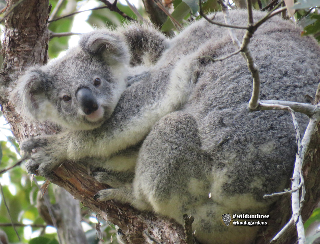 I'm so special ... by koalagardens