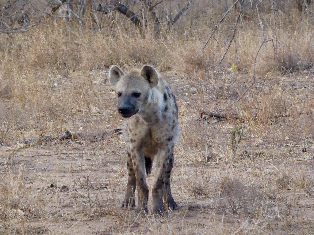 Spotted Hyena by kjarn