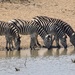 Zebras by kjarn