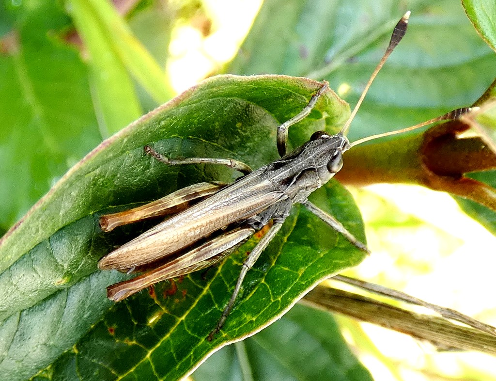 Mottled Grasshopper by julienne1