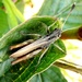 Mottled Grasshopper by julienne1