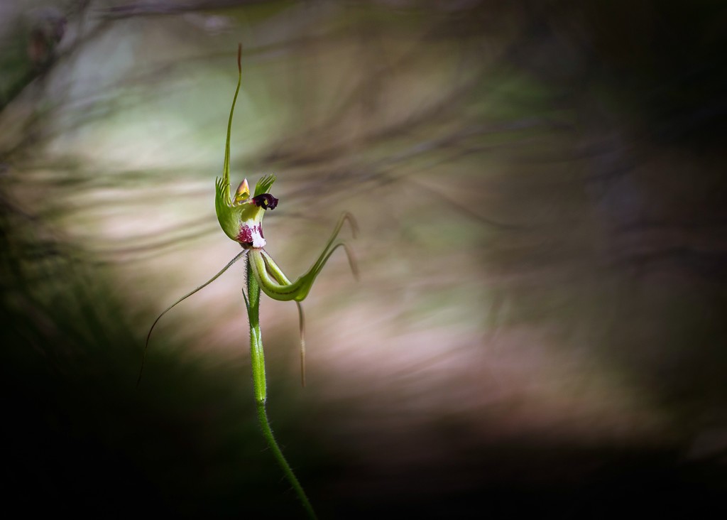 Forrest Mantis Orchid Fighting by jodies