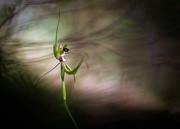 26th Sep 2018 - Forrest Mantis Orchid Fighting