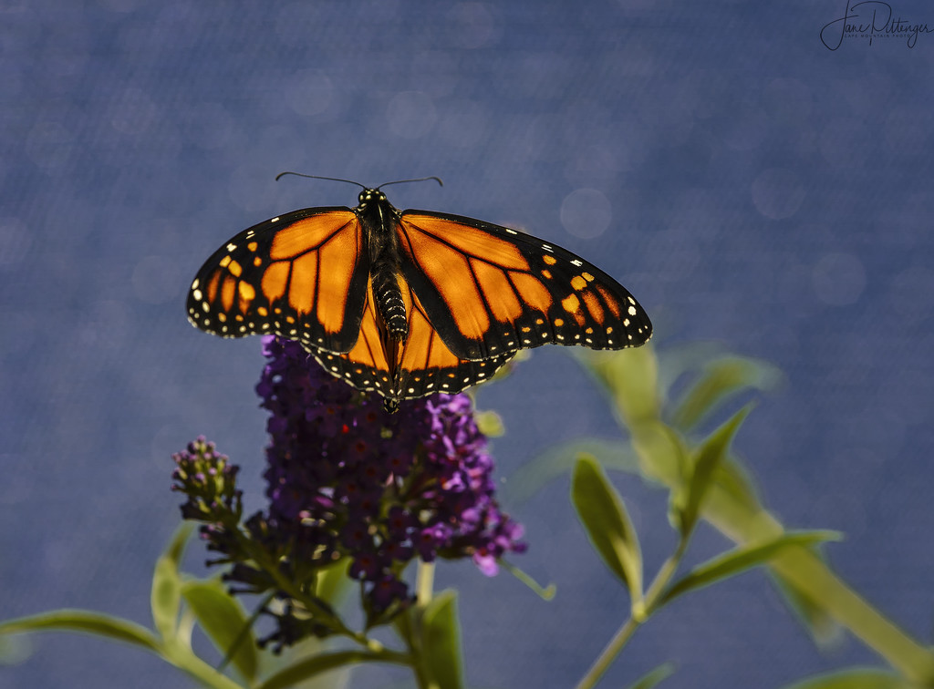 Monarch on Butterfly Bush  by jgpittenger
