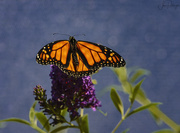26th Sep 2018 - Monarch on Butterfly Bush 