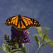 Monarch on Butterfly Bush  by jgpittenger