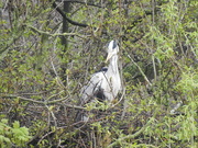 1st May 2018 - Heron on Nest