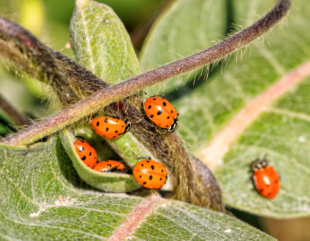 ladybugs by aecasey