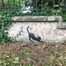 Irish Banksy by happypat