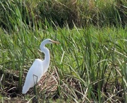 19th Sep 2017 - Great Egret