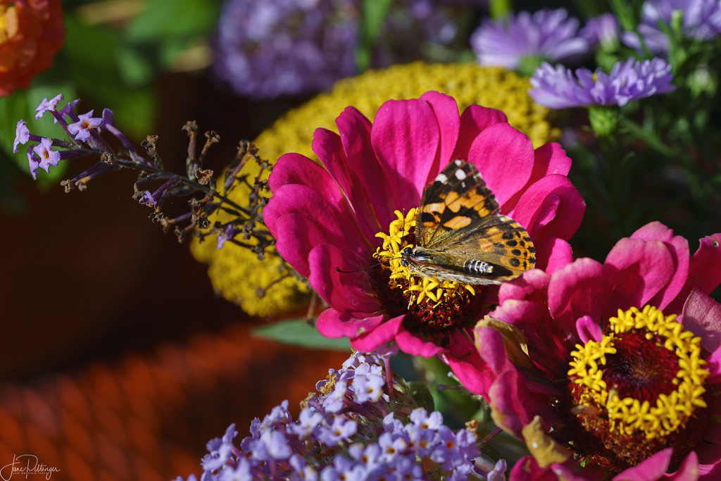 Butterfly On Blooms  by jgpittenger