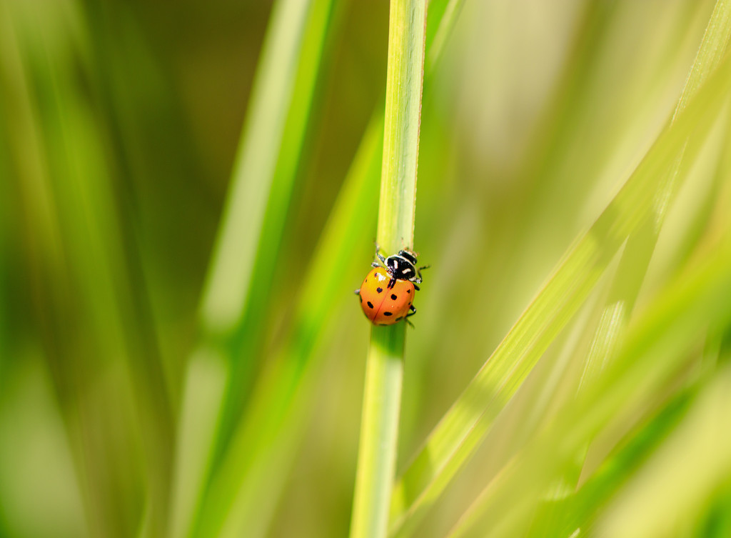 ladybug by aecasey