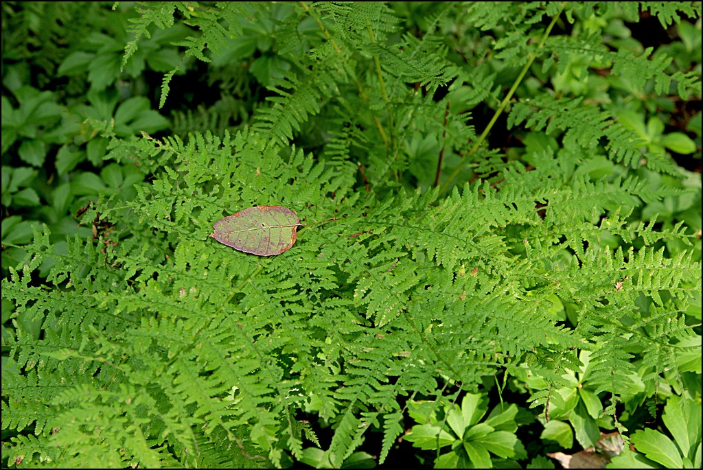 A Cradle of Ferns by olivetreeann