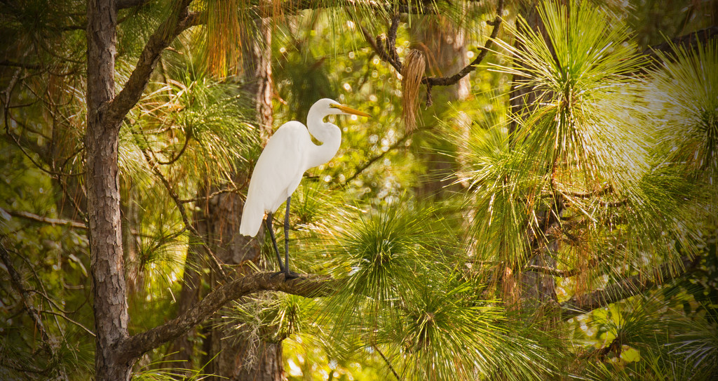 Egret That Was Chased up into the Pines! by rickster549