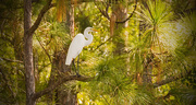 26th Sep 2018 - Egret That Was Chased up into the Pines!