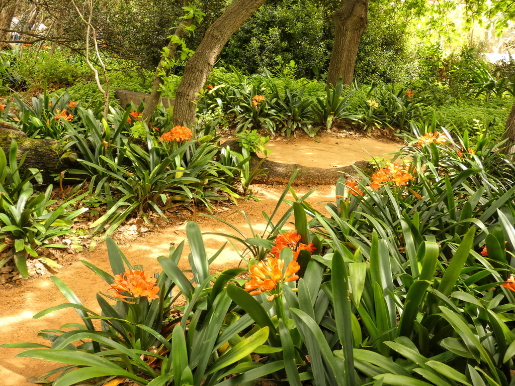 A path through the Clivia by ludwigsdiana