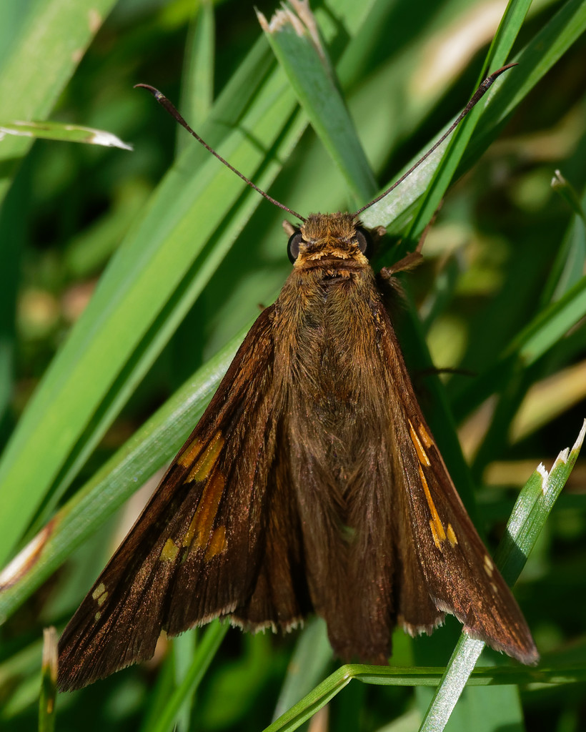 silver-spotted skipper by rminer