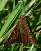 26th Sep 2018 - silver-spotted skipper