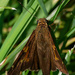 silver-spotted skipper by rminer