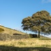 Lone Tree by shepherdmanswife