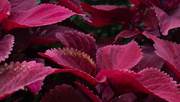 20th Sep 2018 - Coleus