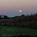 Moon rise over the cornfield by randystreat