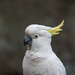 Yellow-crested cockatoo by gosia
