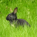 Baby Bunny 2 by susiemc