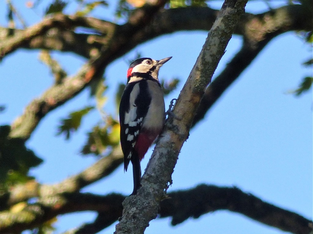 Mr Woodpecker by susiemc