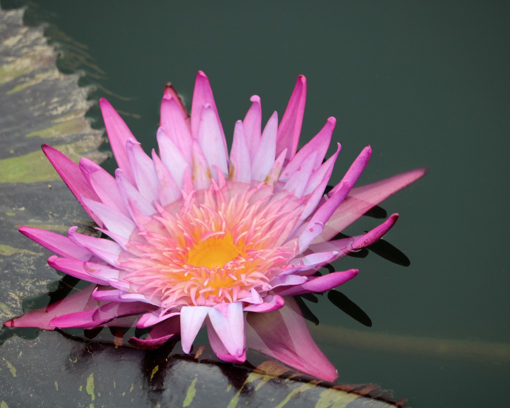 September 26: Water Lily by daisymiller
