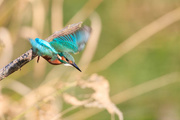 27th Sep 2018 - Female Kingfisher going for food