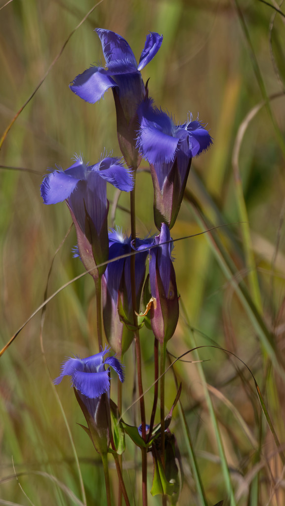 fringed gentian by rminer
