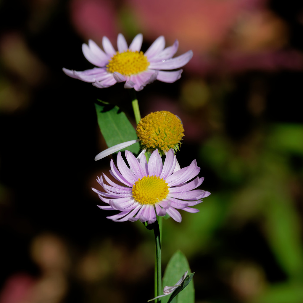 asters pink by rminer