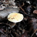 Forest floor mushroom by homeschoolmom